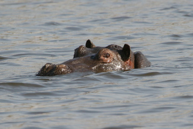 Wandelen in Botswana - Reislegende.nl