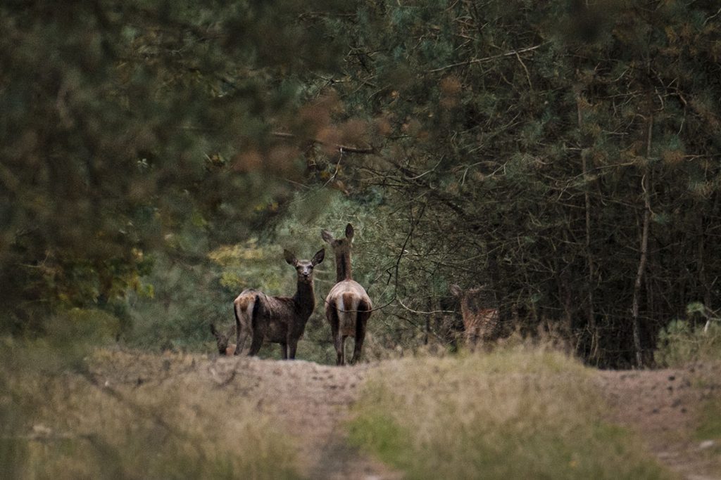 Wild spotten op de Veluwe - Reislegende.nl