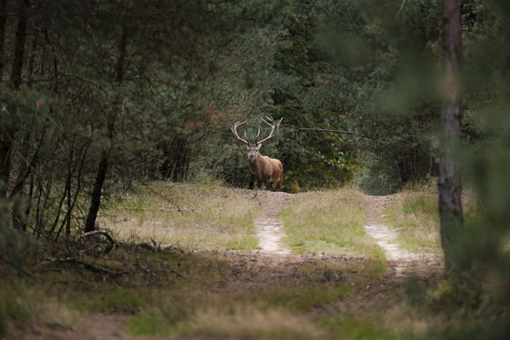 Wild spotten op de Veluwe - Reislegende.nl