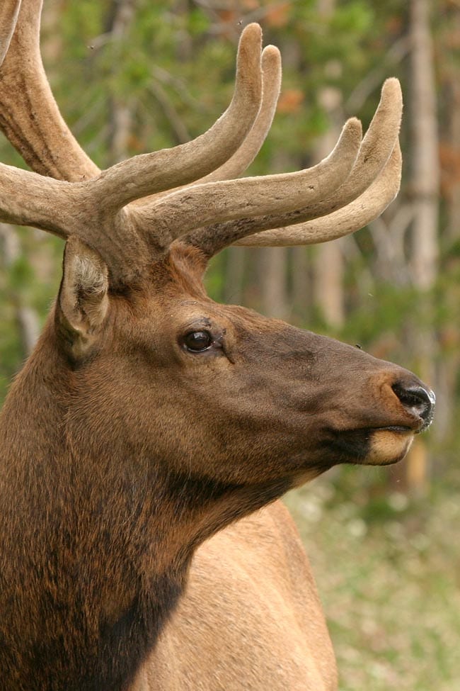 De Wildlife Tag - Welke dieren zag jij allemaal in het wild? - Reislegende.nl