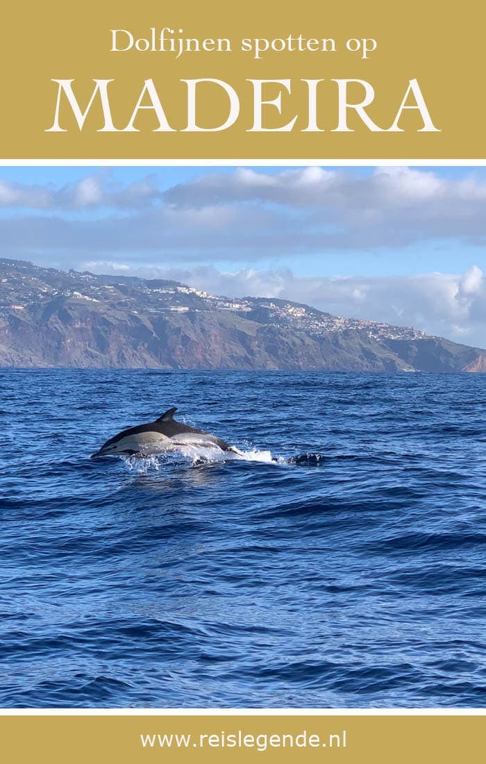 Walvissen en dolfijnen spotten in Madeira archipel - Reislegende.nl