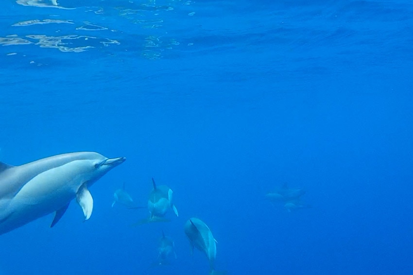 Walvissen en dolfijnen spotten in Madeira archipel - AllinMam.com