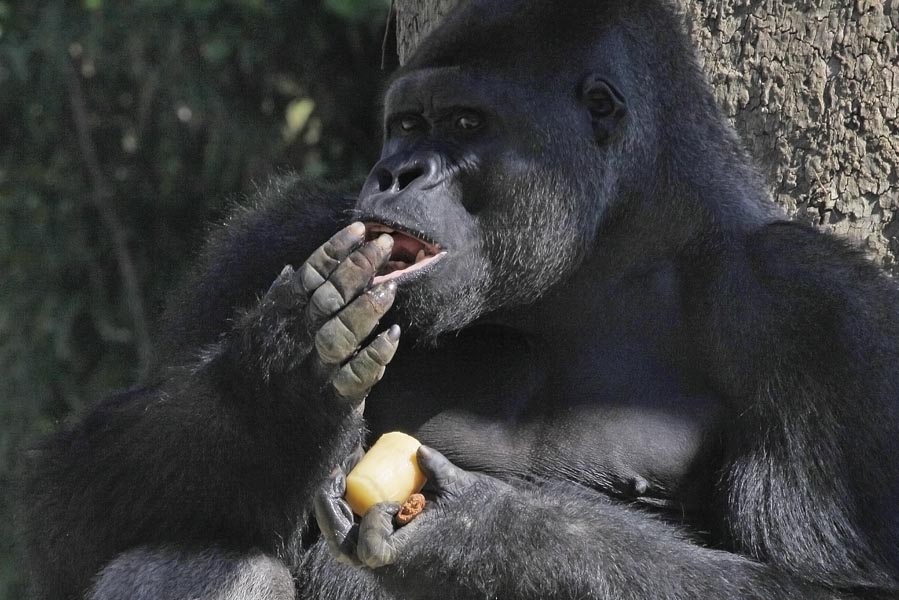 Gorilla eating in Pairi Daiza - AllinMam.com