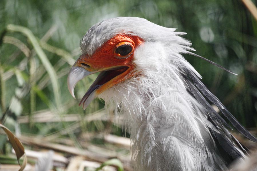 Secretary Bird - AllinMam.com