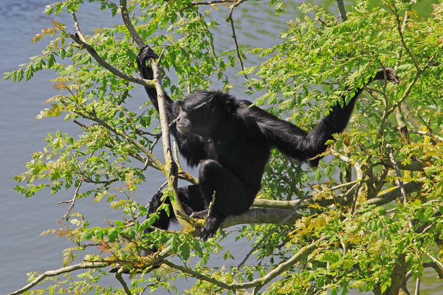 Gibbon in boom in Pairi Daiza - AllinMam.com