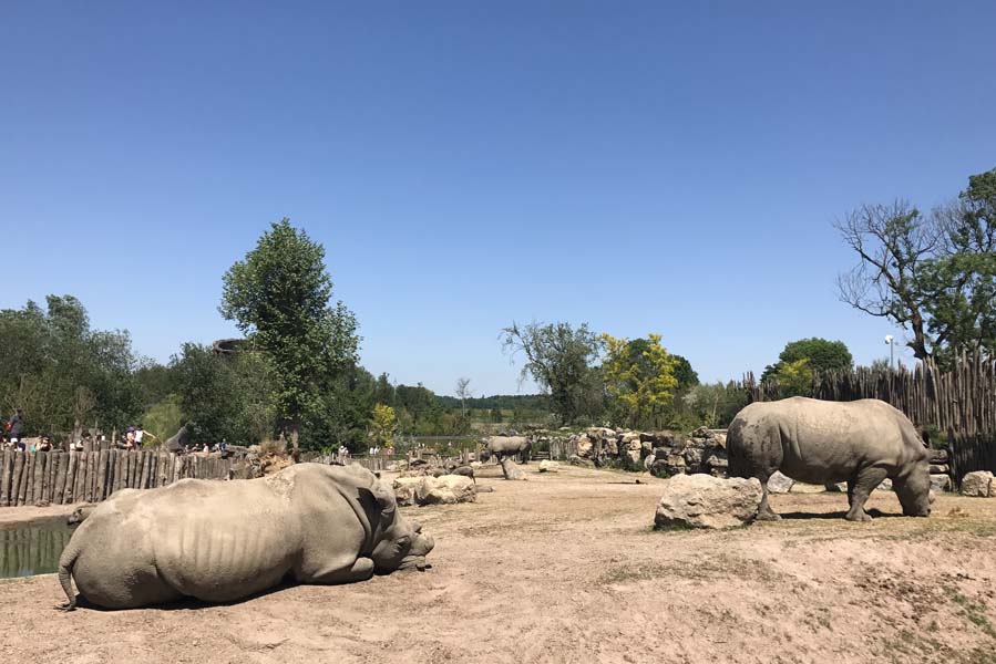 Neushoorns in Pairi Daiza - AllinMam.com