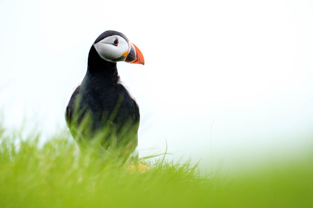 Beste plekken papegaaiduikers op Faeroer eilanden puffins spotten tips - Reislegende.nl