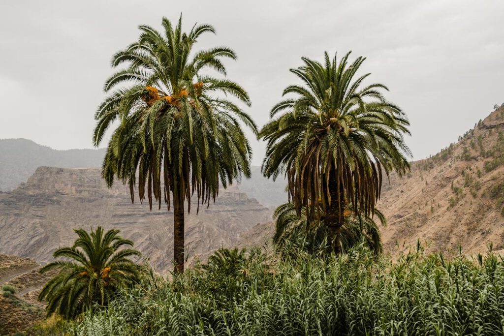 Binnenland Gran Canaria bezienswaardigheden - Reislegende.nl