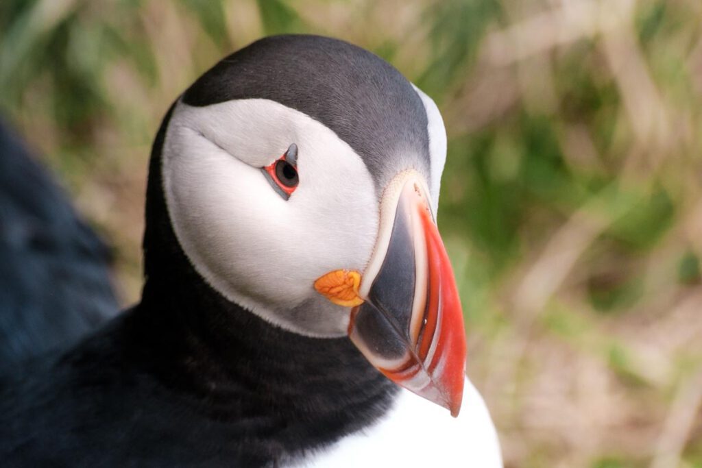 Borgarfjordur Eystri Hafnarholmi puffins spotten in oostfjorden - Reislegende.nl