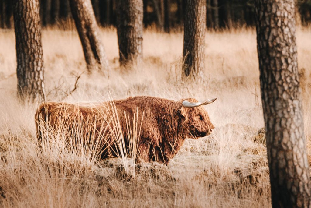 Deelerwoud, mooiste plek op de Veluwe? - Reislegende.nl