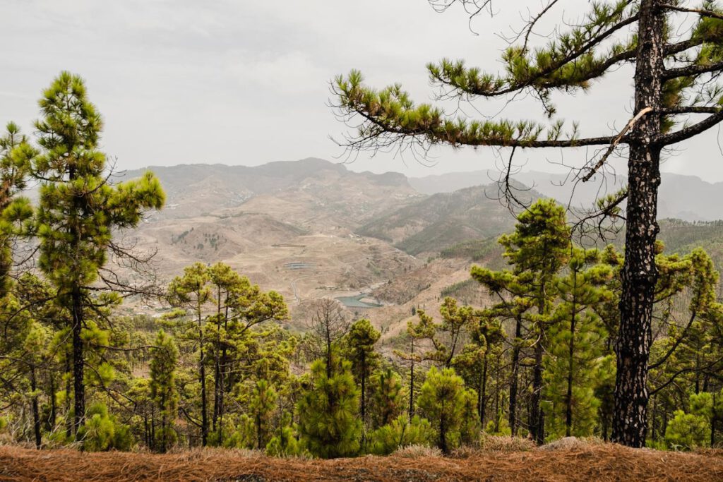 Gran Canaria binnenland bezienswaardigheden en tips Parque Natural de Tamadaba - Reislegende.nl