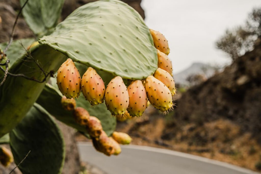 Gran Canaria cactusvijgen langs GC-210 - Reislegende.nl