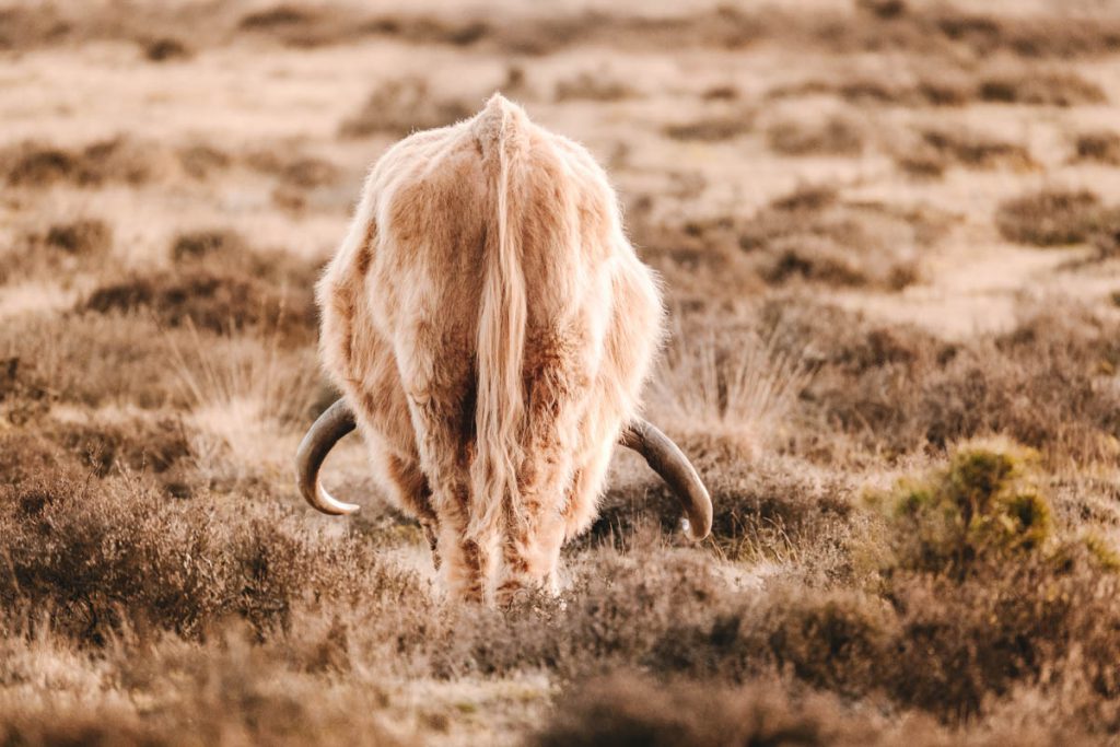 Deelerwoud, mooiste plek op de Veluwe? - Reislegende.nl