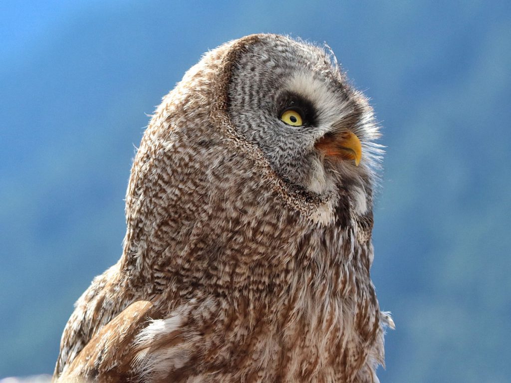 Niederthai Greifvogelpark autoroute door Tirol en Vorarlberg - Reislegende.nl