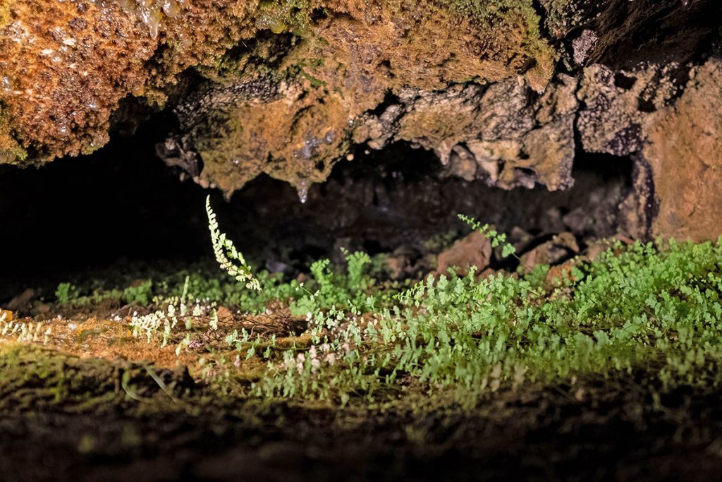 São Vicente Caves op Madeira, door lava uitgesleten gangen - Reislegende.nl