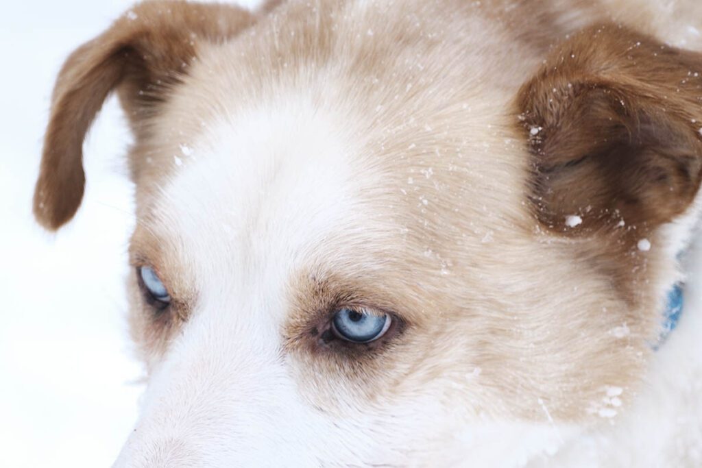 Huskyfarm bezoeken in Lapland - 25x wat te doen in Lapland - Reislegende.nl