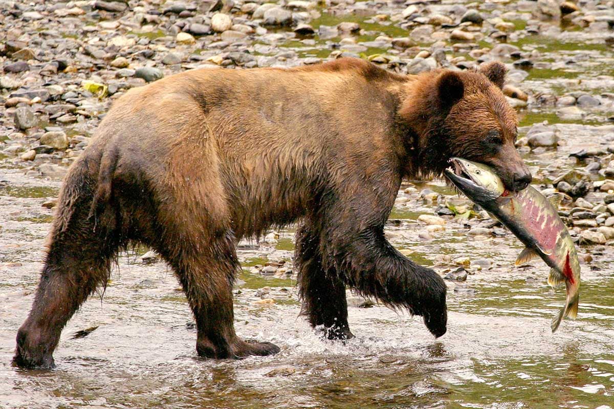 Grizzly beren spotten in Stewart & Hyder - Rondreis door Canada en de Verenigde Staten - Reislegende.nl