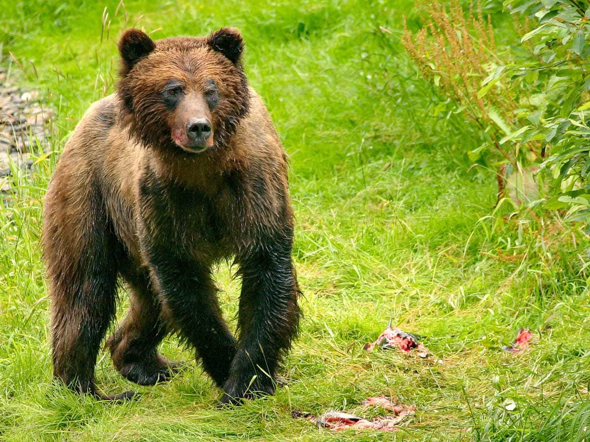 Grizzly beren spotten in Stewart & Hyder - Rondreis door Canada en de Verenigde Staten - Reislegende.nl