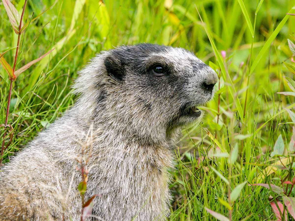 Marmot - Rondreis door Canada en de Verenigde Staten - Reislegende.nl
