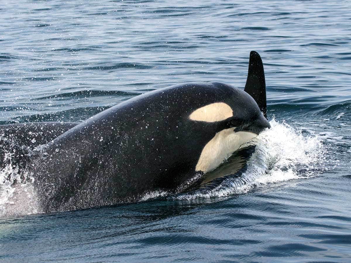 Orka's spotten vanaf Vancouver Island - Rondreis door Canada en de Verenigde Staten - Reislegende.nl