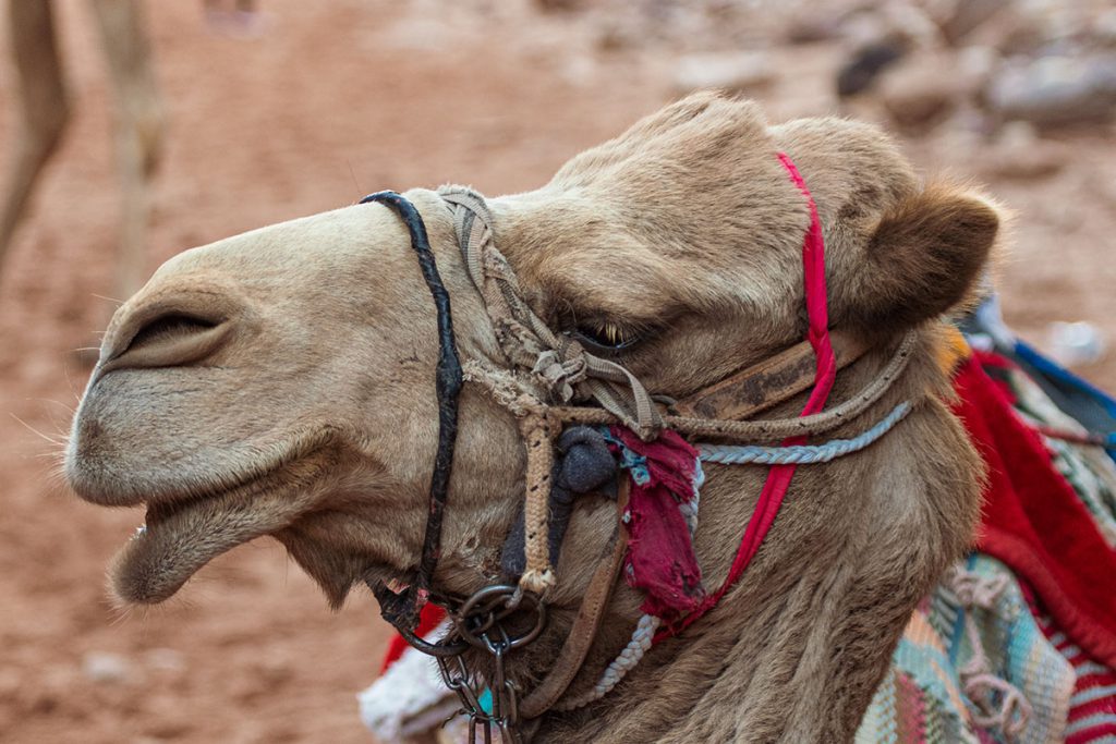 Tips voor een bezoek aan Petra, wereldwonder in Jordanië - Reislegende.nl