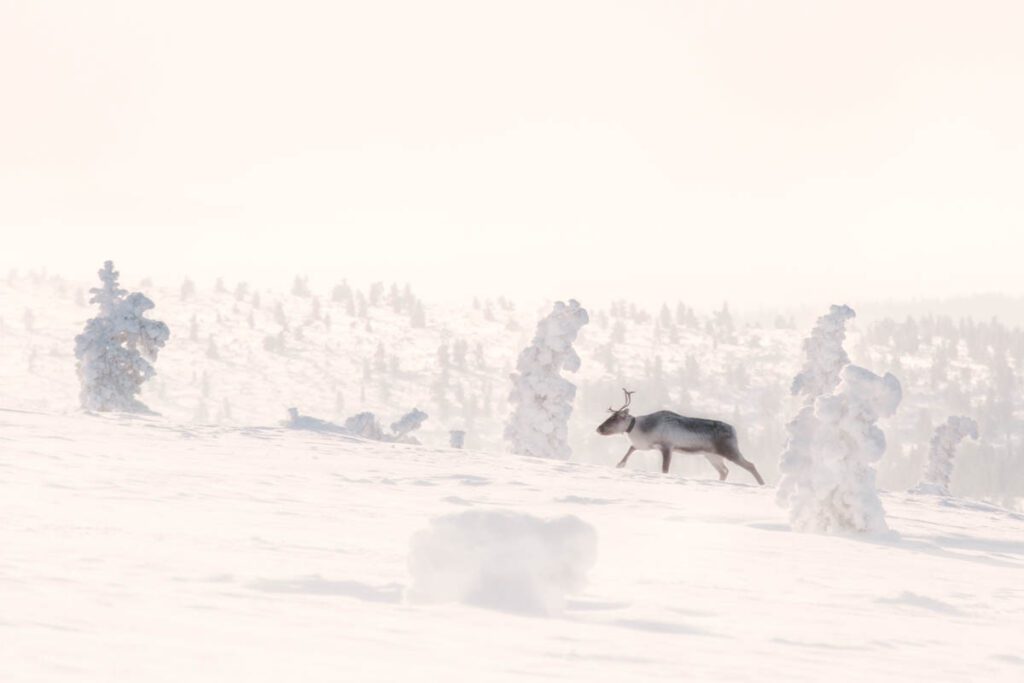Lapland rendieren in het wild tips voor Lapland reis - Reislegende.nl