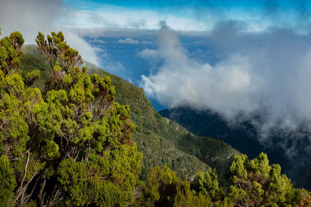 Vereda do Fanal uitkijkpunt - mooie uitkijkpunten op Madeira - Reislegende.nl