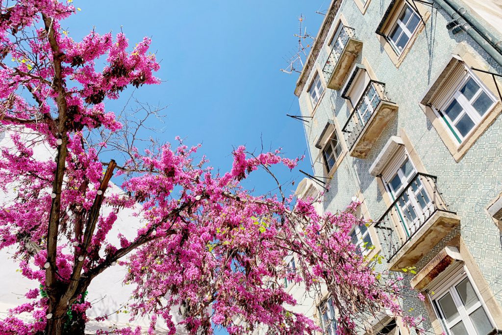 Lissabon stadswandeling door de leukste wijken - Reislegende.nl