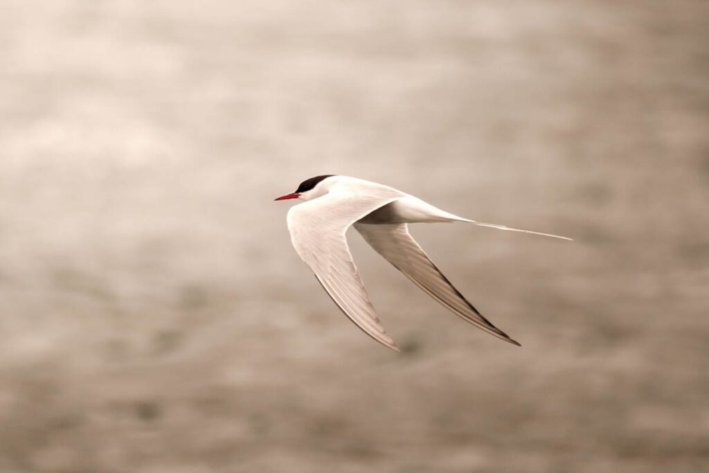 Noordse stern vogels in IJsland - Reislegende.nl