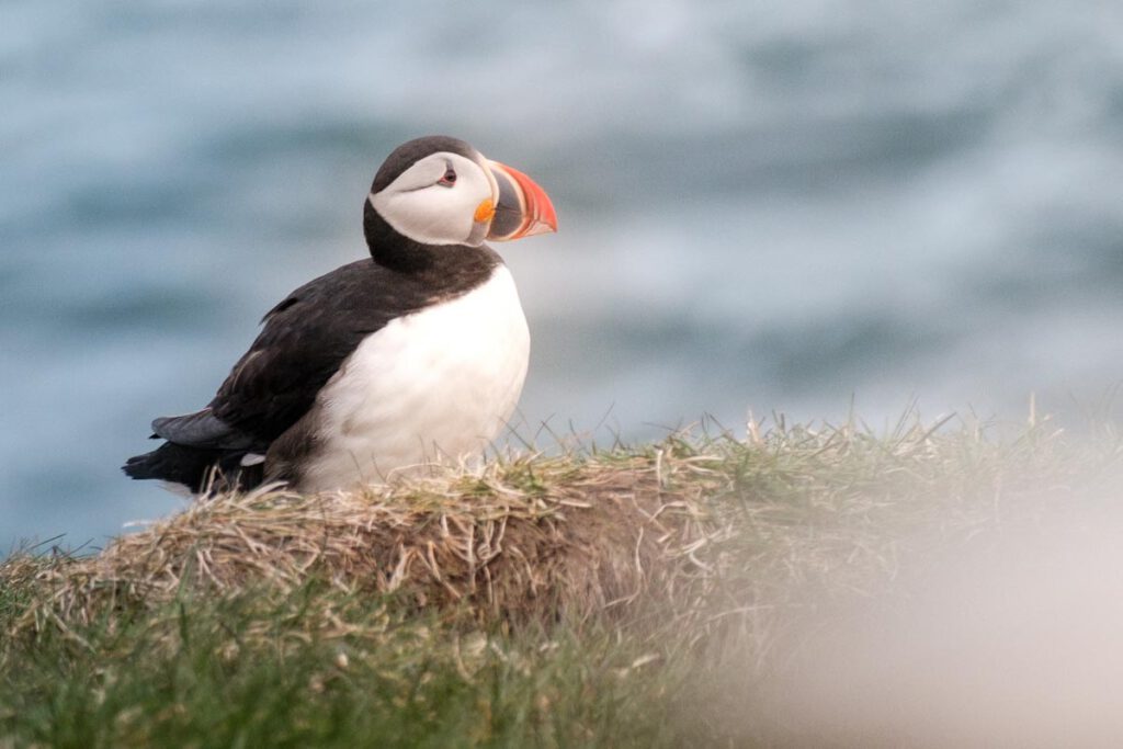 Papegaaiduikers op Hafnarholmi in Borgarfjordur Eystri in oosten van IJsland - Reislegende.nl