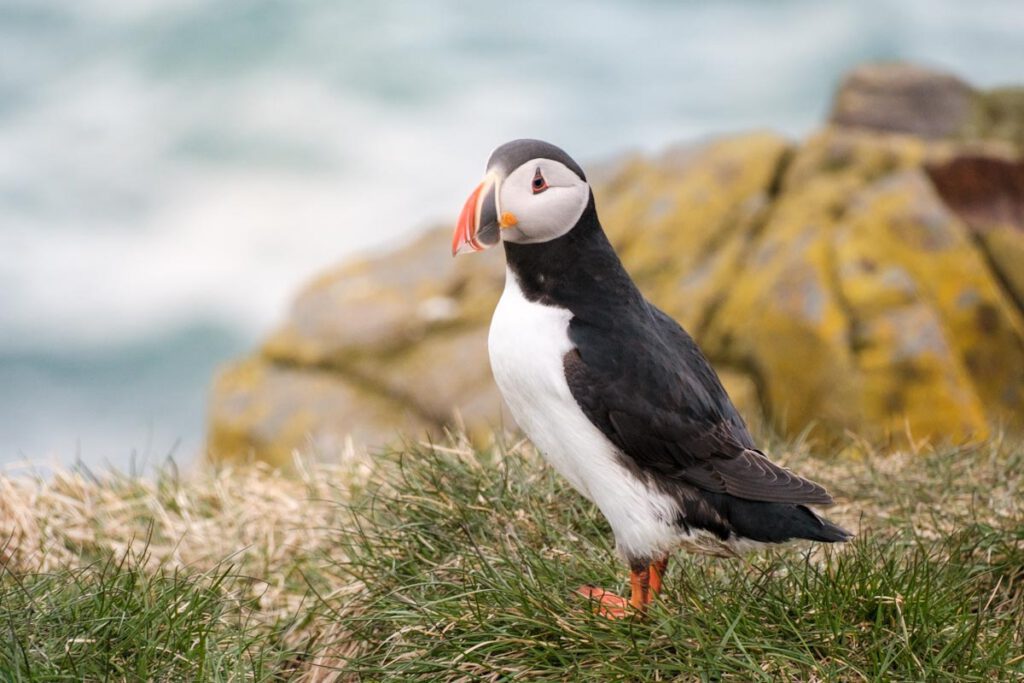 Papegaaiduikers spotten in Borgarfjordur Eystri in oosten van IJsland Hafnarholmi - Reislegende.nl