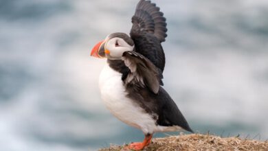Papegaaiduikers spotten in Borgarfjordur Eystri in oosten van IJsland Hafnarholmi puffins zien - Reislegende.nl