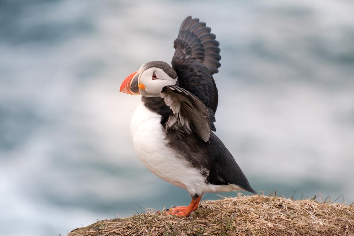 Papegaaiduikers spotten in Borgarfjordur Eystri in oosten van IJsland Hafnarholmi puffins zien - Reislegende.nl