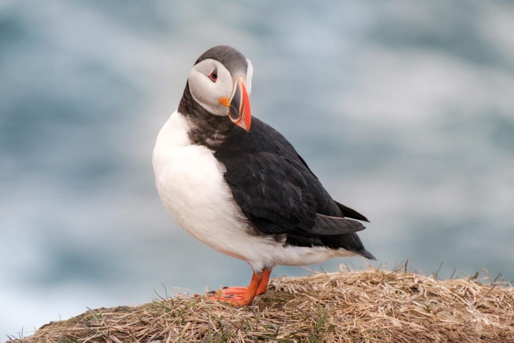 Papegaaiduikers spotten in oost-IJsland Borgarfjordur Eystri Hafnarholmi - Reislegende.nl