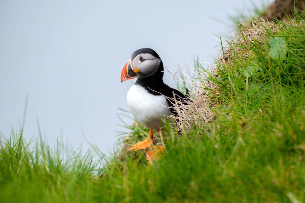 Papegaaiduikers spotten op Faeroer eilanden beste plekken puffins spotten tips - Reislegende.nl