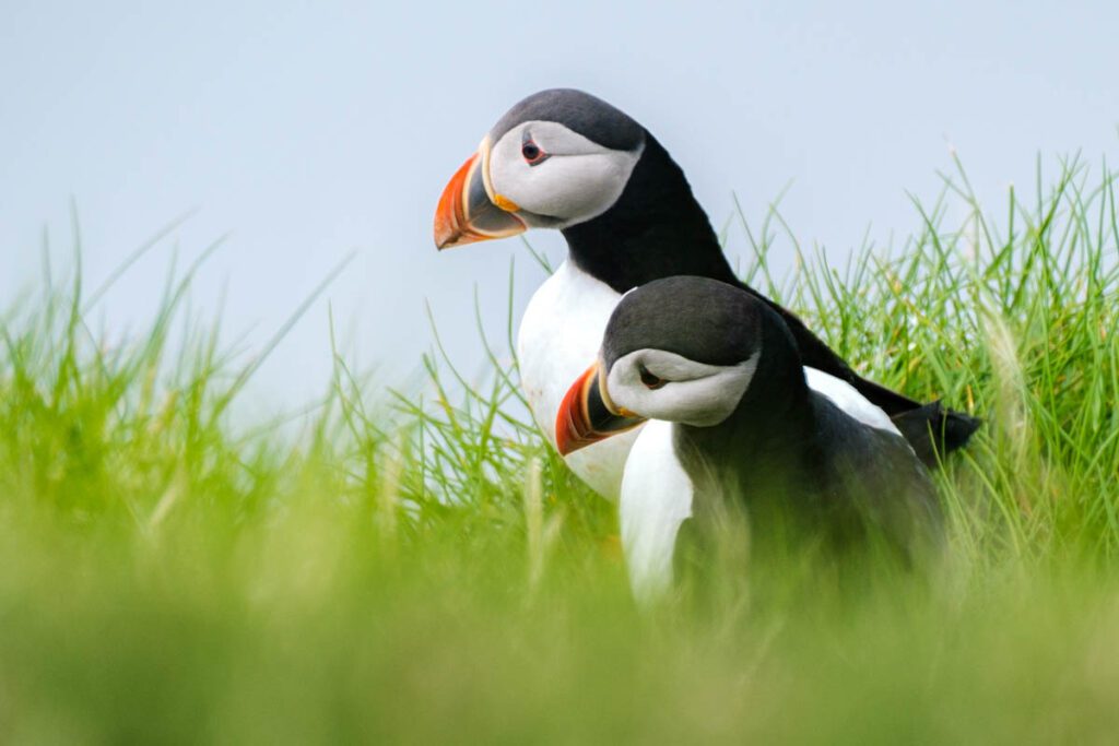 Papegaaiduikers spotten op Faeroer eilanden puffins spotten Faroe tips - Reislegende.nl