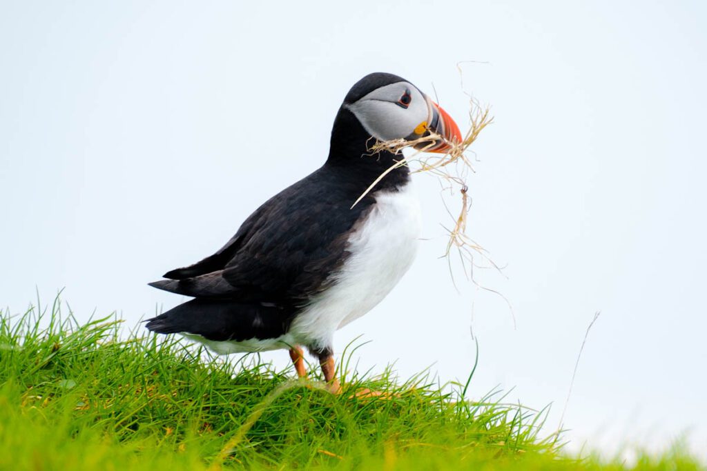 Puffins op Faeroer eilanden spotten papegaaiduikers tips - Reislegende.nl