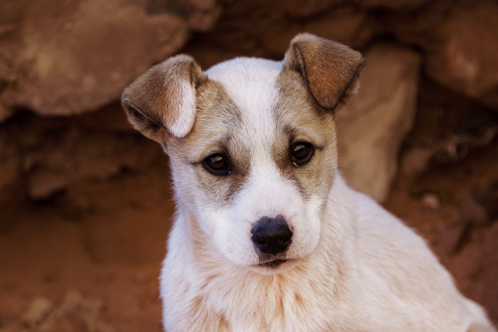 Tips voor een bezoek aan Petra, wereldwonder in Jordanië - Reislegende.nl