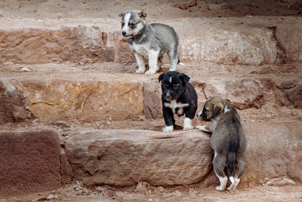 Tips voor een bezoek aan Petra, wereldwonder in Jordanië - Reislegende.nl