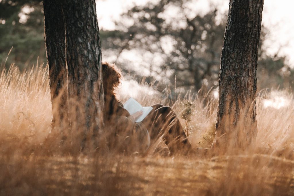 Deelerwoud, mooiste plek op de Veluwe? - Reislegende.nl