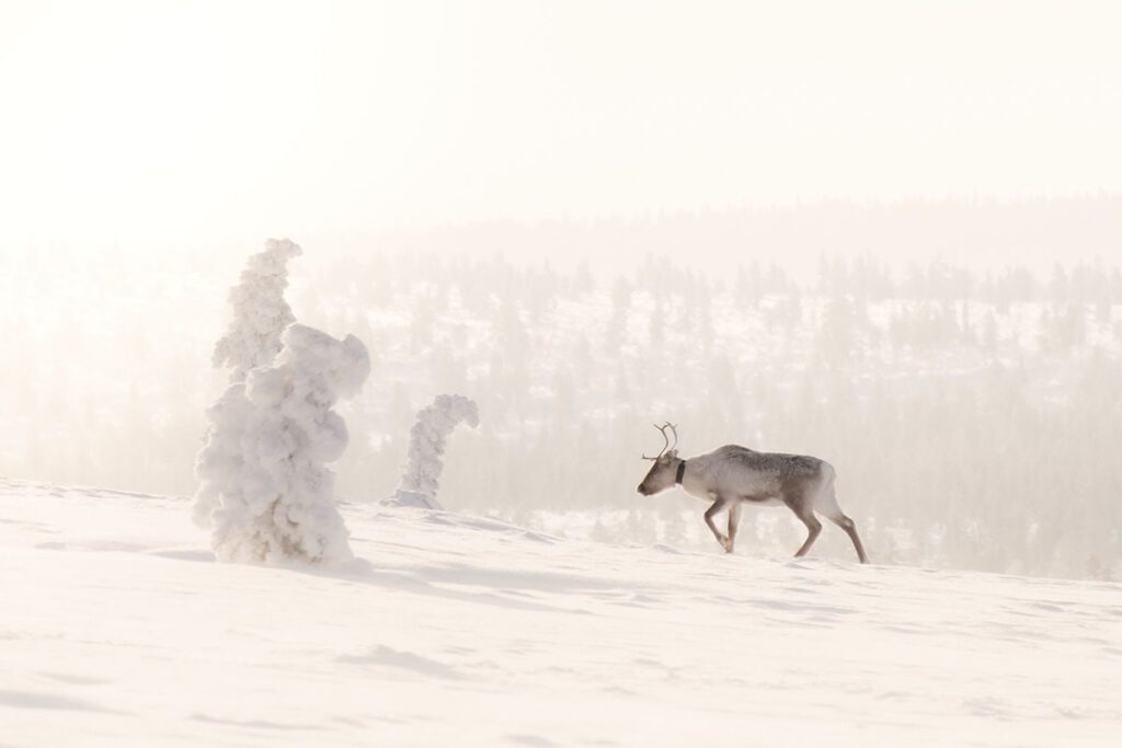 Rendieren zoeken in het wild - 25x wat te doen in Lapland - Reislegende.nl