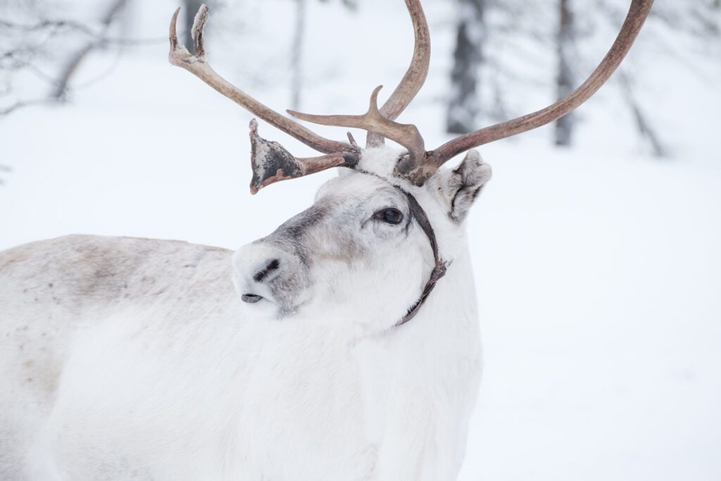 Rendierfarm bezoeken in Finland - 25x wat te doen in Lapland - Reislegende.nl