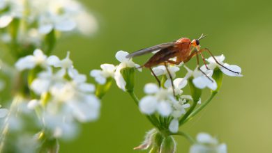 Review: Marumi DHG Macro Achro 200 +5 voorzetlens - Reislegende.nl