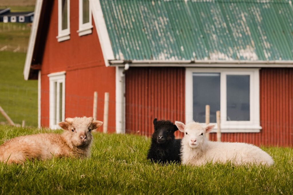 Schapen op Suduroy Island Faeroer eilanden - Reislegende.nl