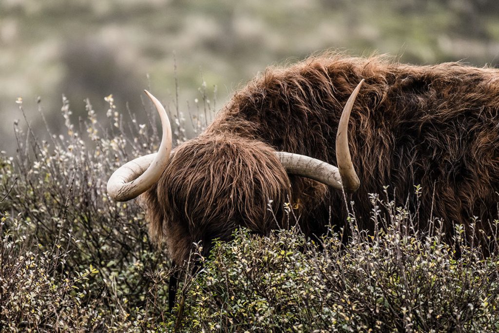 Kraansvlak, Schotse hooglanders in Kraansvlak - Op zoek naar wisenten in de Kennemerduinen - Reislegende.nl