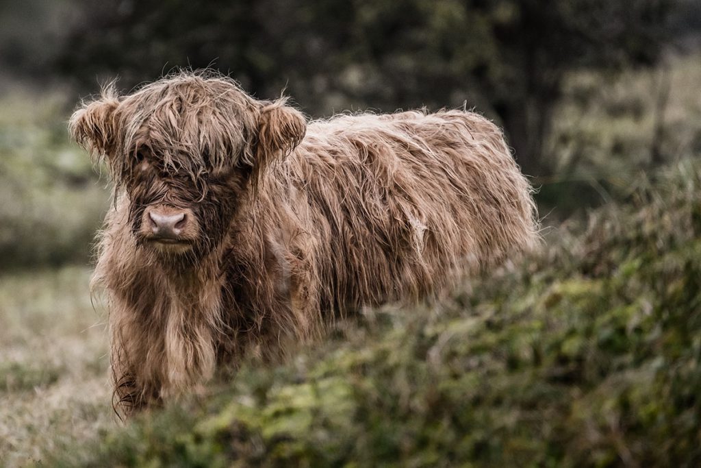 Wisentenpad, Schotse hooglanders in Kraansvlak - Op zoek naar wisenten in de Kennemerduinen - Reislegende.nl