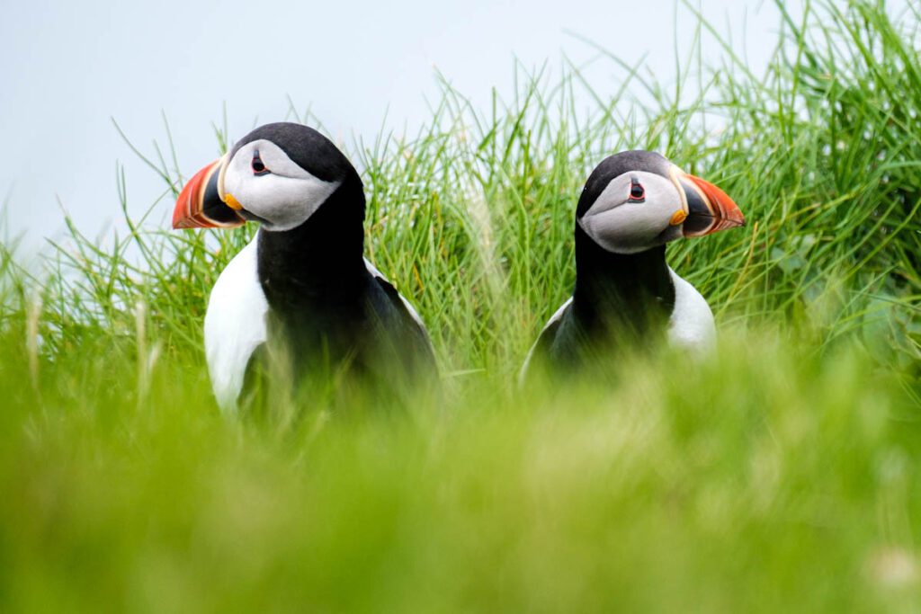 Tips puffins spotten op Faeroer eilanden papegaaiduikers tips Reislegende.nl