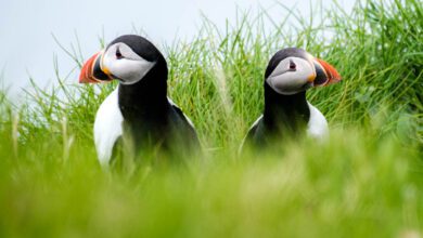 Tips puffins spotten op Faeroer eilanden papegaaiduikers tips Reislegende.nl