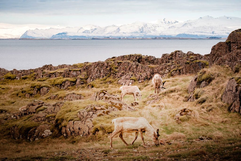 Rendieren in IJsland Stokksnes rendieren zuidkust - Reislegende.nl