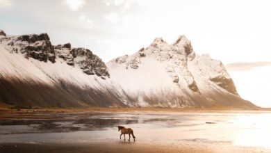 Wilde paarden op Stokksnes schiereiland zuidkust IJsland tips Vestrahorn - Reislegende.nl